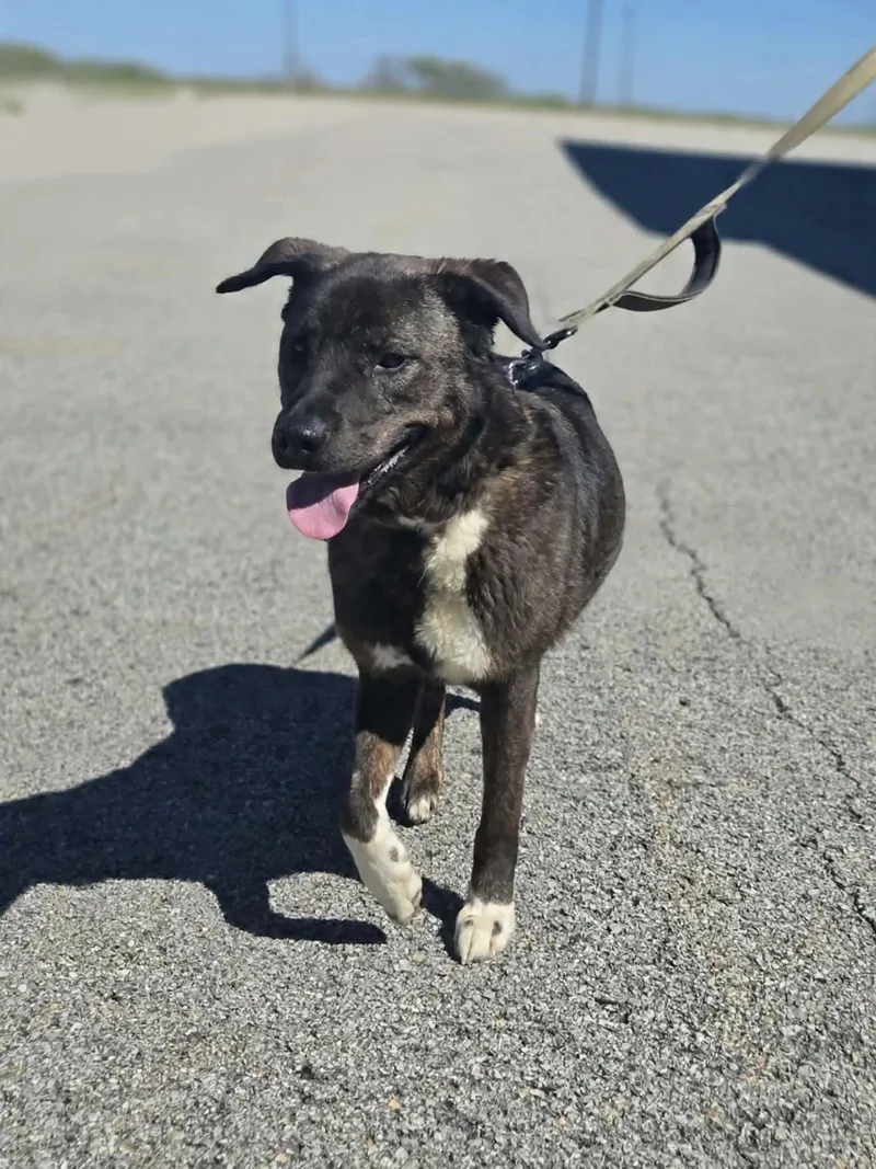 An adult medium-sized female Bicolor Labrador Retriever dog named Lenox for adoption in Greensburg, PA