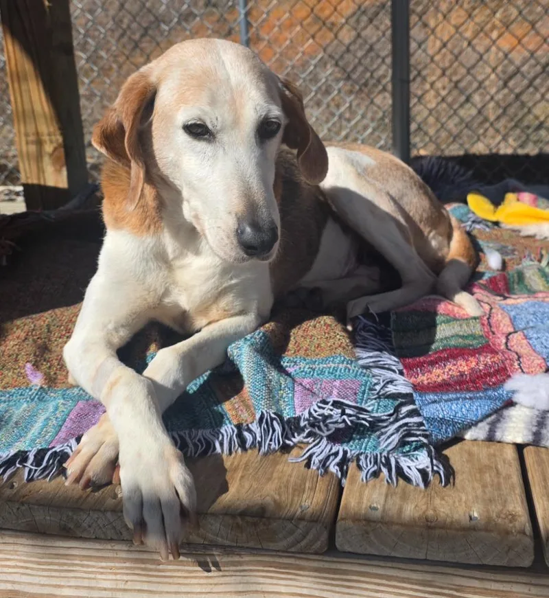 A senior medium-sized female Foxhound dog named Ellie  AC  for adoption in Greeneville, TN
