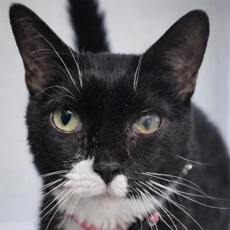A senior small-sized female Black Domestic Short Hair cat named Hailey for adoption in Layton, UT