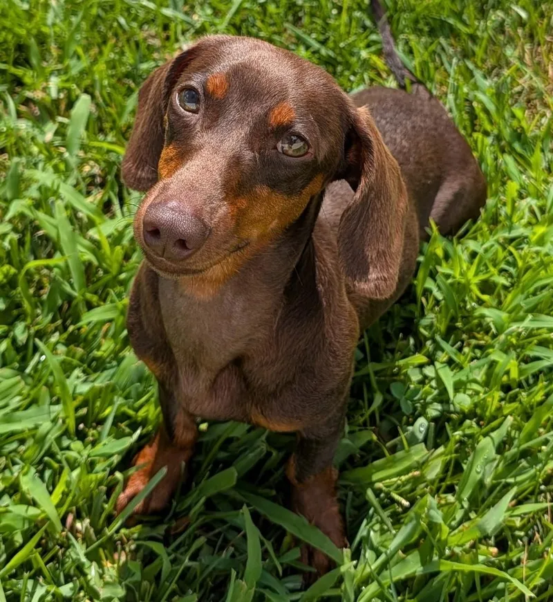 Ruby in TN thumbnail 2