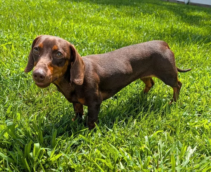 Ruby in TN thumbnail 4