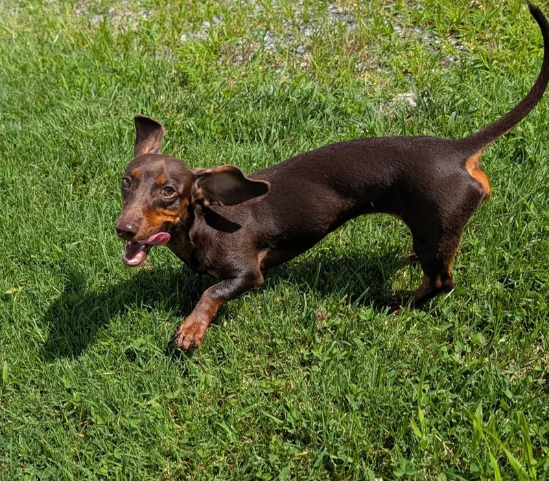 Ruby in TN thumbnail 6
