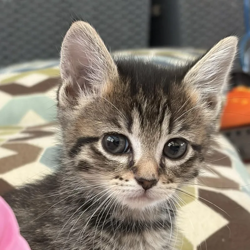 A baby small-sized female Brown / Chocolate Domestic Short Hair cat named Sprite for adoption in San Antonio, TX
