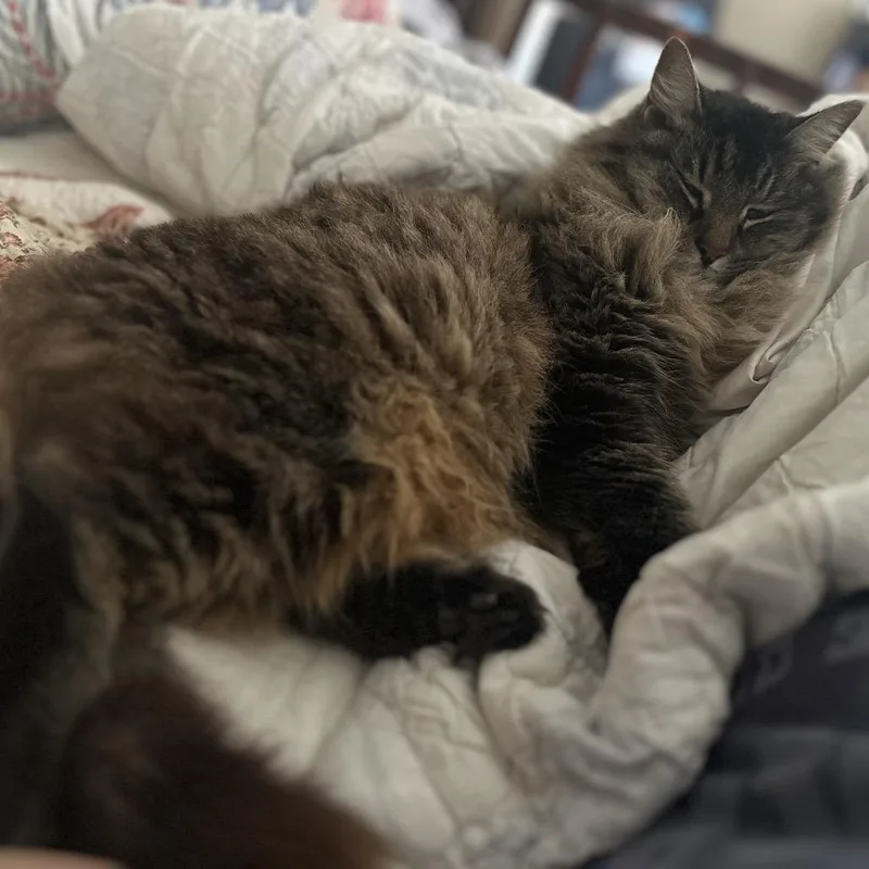 Frannie D thumbnail 2