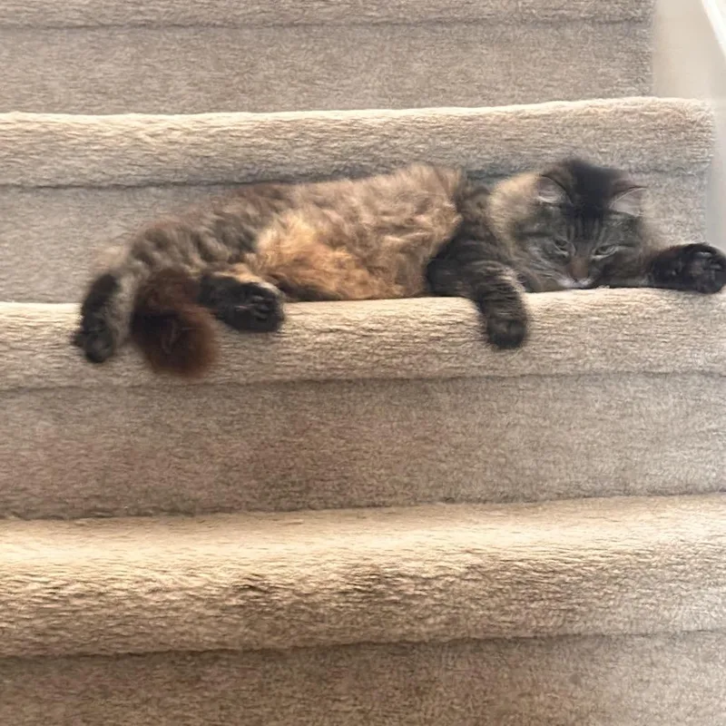 Frannie D thumbnail 4