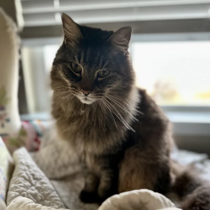 Frannie D thumbnail 5