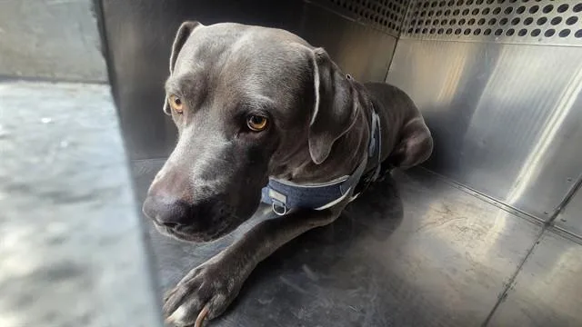 An adult large-sized male Pit Bull Terrier dog named Steel for adoption in Phoenix, AZ