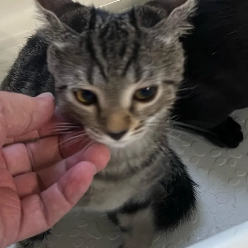 A baby small-sized male Brown / Chocolate Domestic Short Hair cat named Magie for adoption in Hamburg, NY