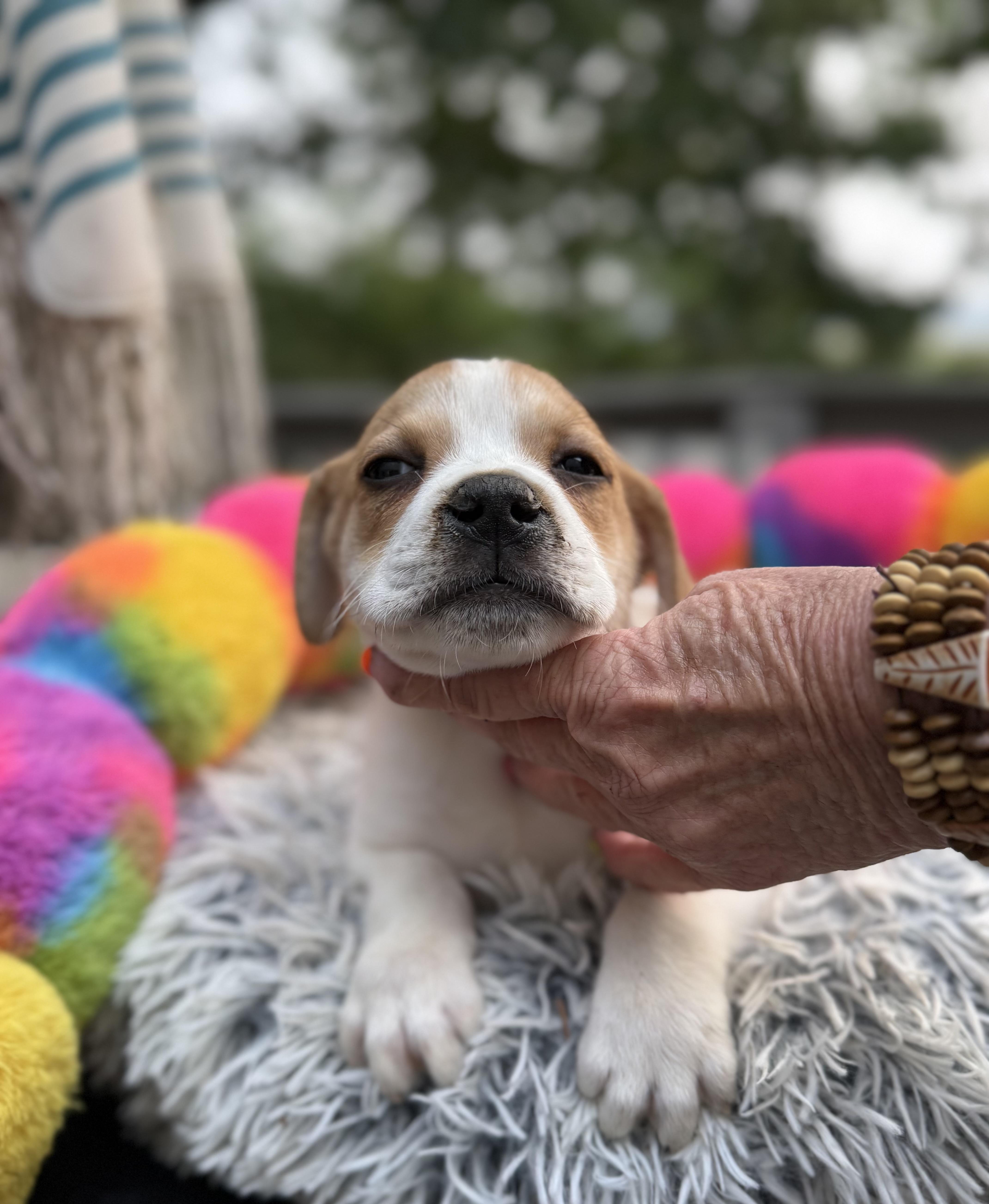 A baby medium-sized female Apricot / Beige Beagle dog named Dixie's Chik for adoption in White Lake, MI