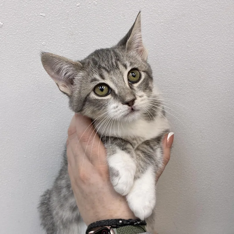 A baby medium-sized female Tabby cat named Lilith for adoption in Henderson, NV