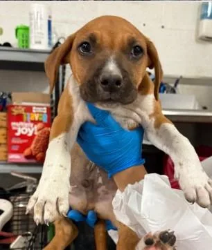 A baby small-sized male Mixed Breed dog named Carter for adoption in West Chester, PA
