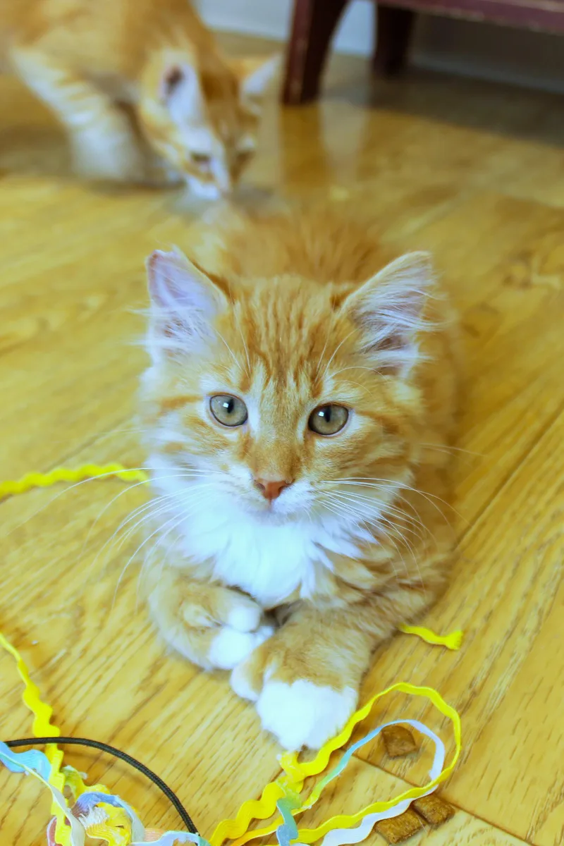 A baby medium-sized male Orange & White Domestic Long Hair cat named Hemingway for adoption in Urbana, OH
