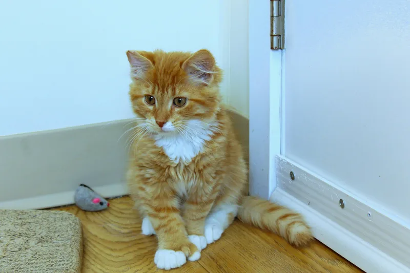 Hemingway thumbnail 3
