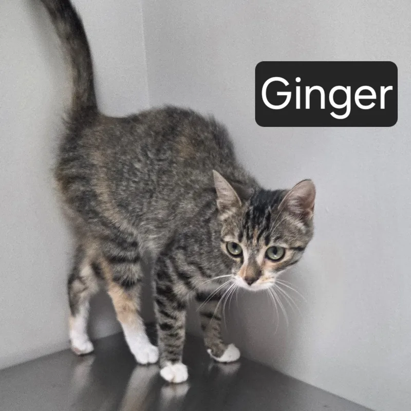 A young medium-sized female Tabby (Gray / Blue / Silver) Domestic Short Hair cat named Ginger for adoption in SNOW HILL, NC