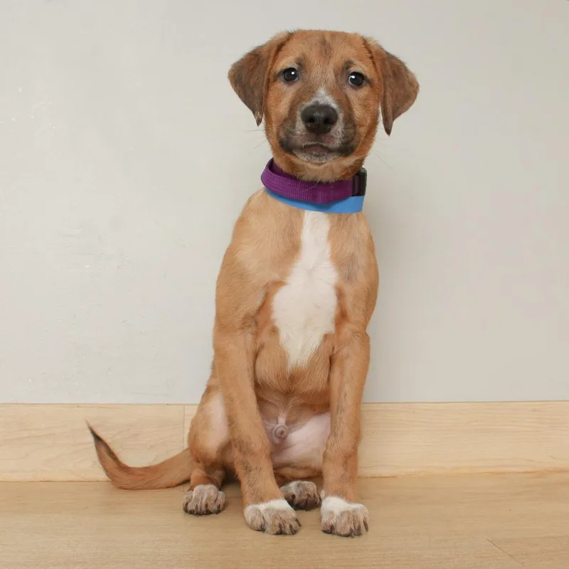A baby medium-sized male Red / Chestnut / Orange Australian Shepherd dog named Chips Ahoy D for adoption in Minnetonka, MN