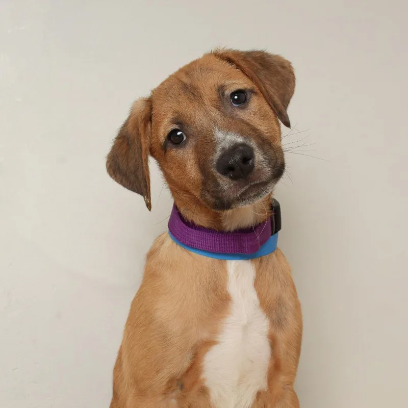 Chips Ahoy D thumbnail 2