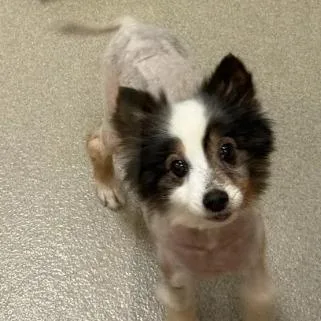 Pip