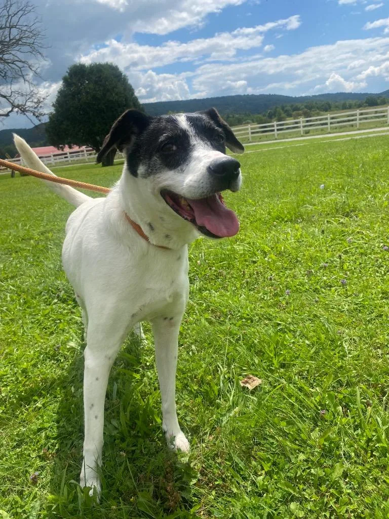 A senior medium-sized female Collie dog named Luna for adoption in Waverly, NY
