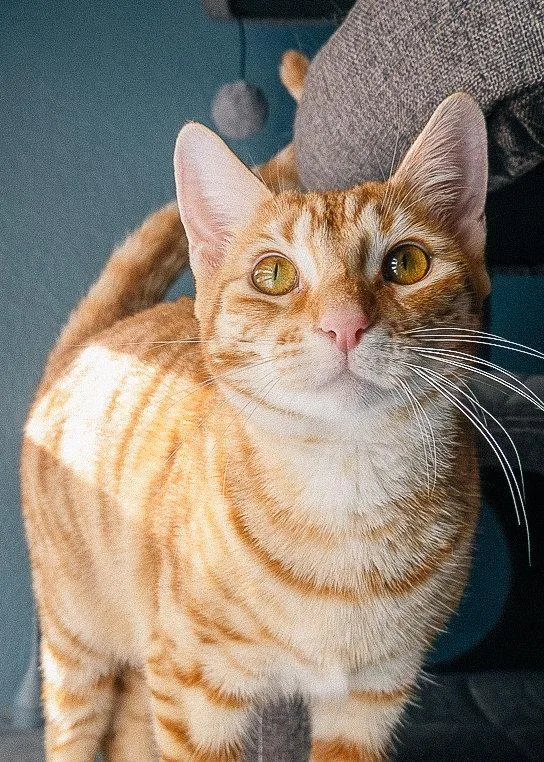 An adult medium-sized female Orange / Red Domestic Short Hair cat named Lucinda for adoption in San Jose, CA