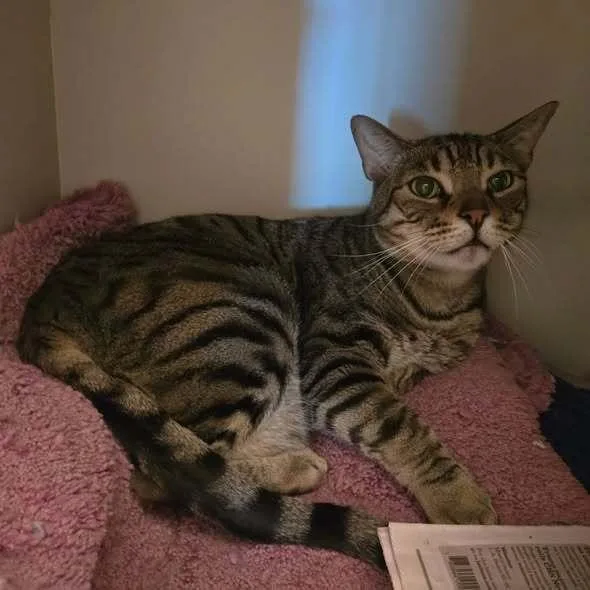 An adult large-sized male Brown / Chocolate American Shorthair cat named Hudson for adoption in sylmar, CA