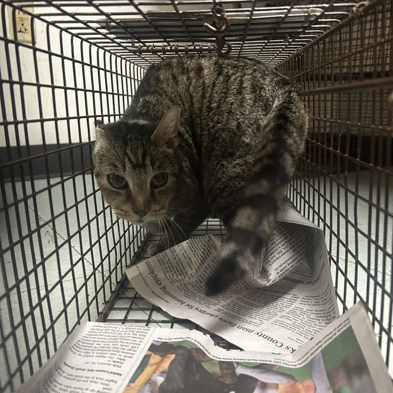 An adult small-sized female Gray / Blue / Silver Domestic Short Hair cat named Kira for adoption in Philadelphia, PA