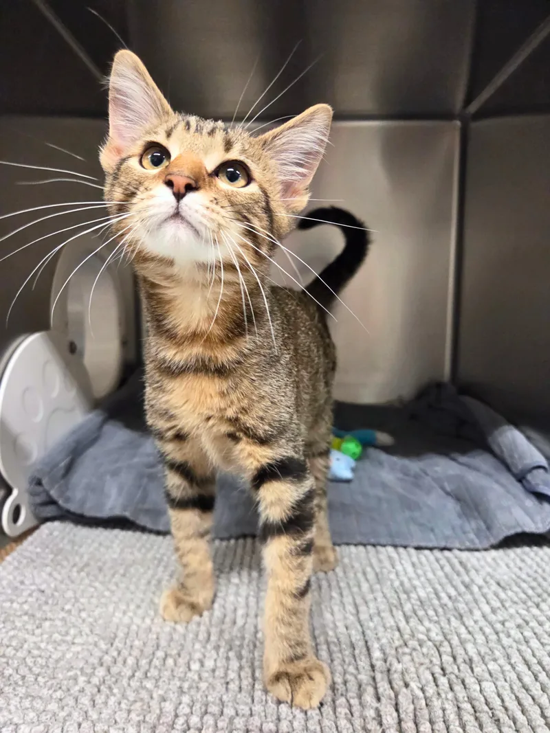 A baby medium-sized male Tabby (Brown / Chocolate) Domestic Short Hair cat named Cortis for adoption in Nevada, IA