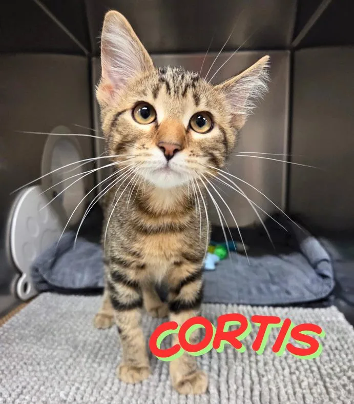 Cortis thumbnail 2