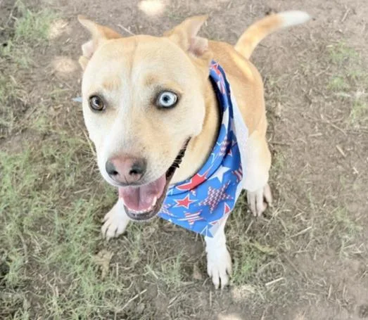 Stella