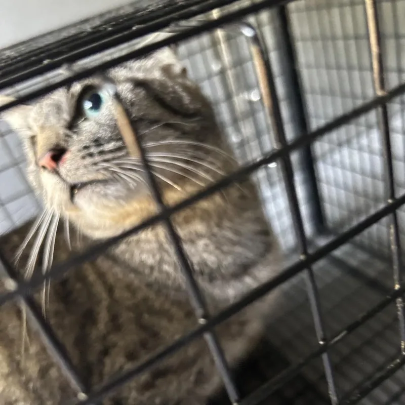 An adult medium-sized female Gray / Blue / Silver Domestic Short Hair cat named Wild Meow for adoption in Greensboro, NC