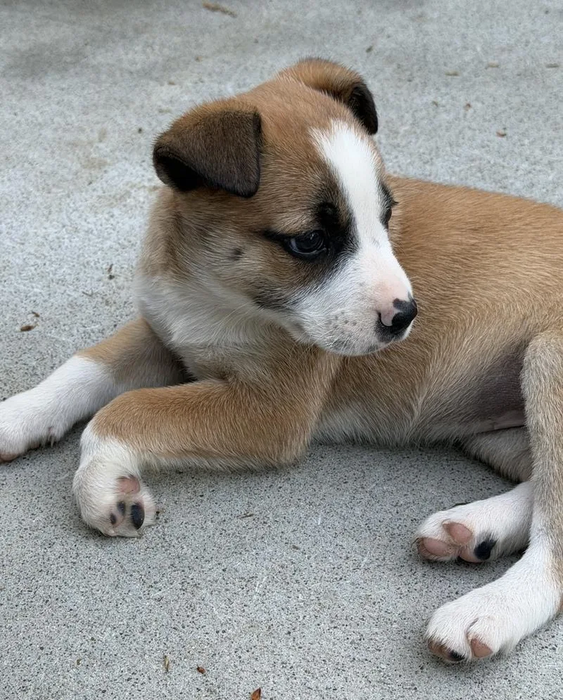 A baby medium-sized female White / Cream Terrier dog named Sally for adoption in Irwin, PA