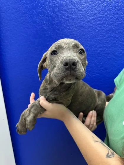 A baby large-sized male Weimaraner dog named Butch for adoption in Morton Grove, IL