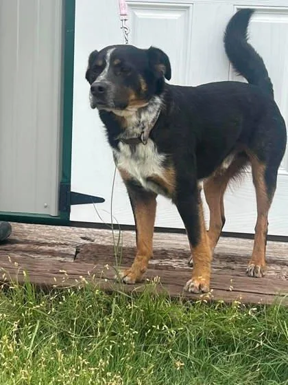 An adult medium-sized male Black Australian Cattle Dog / Blue Heeler named Joker for adoption in McCook, NE