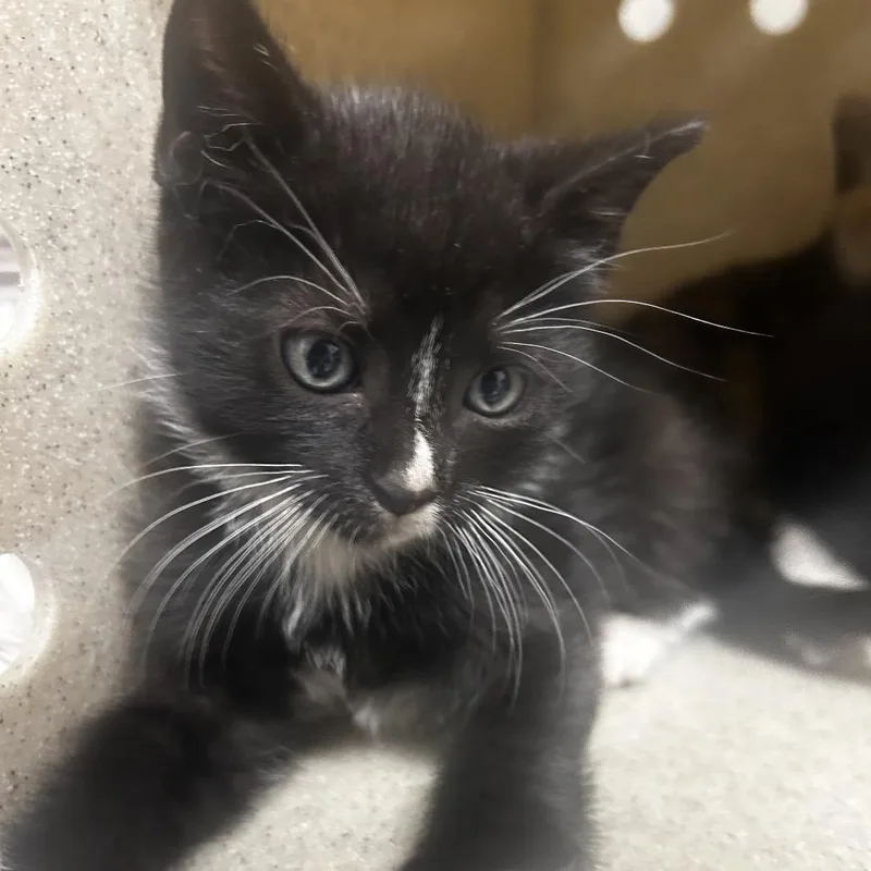 A baby small-sized male Black Domestic Short Hair cat named Guido for adoption in Philadelphia, PA