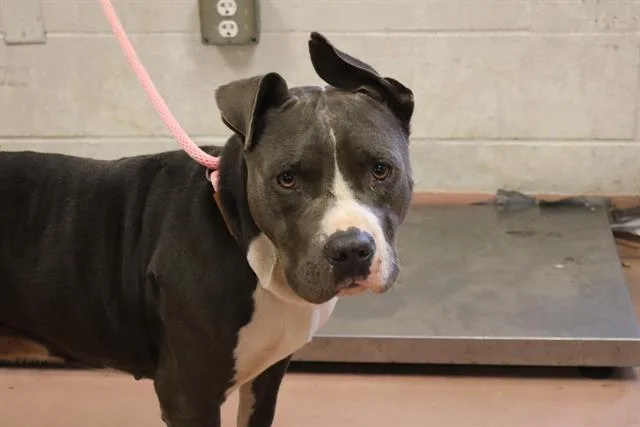 An adult large-sized male Mixed Breed dog named Champ for adoption in Columbia, SC