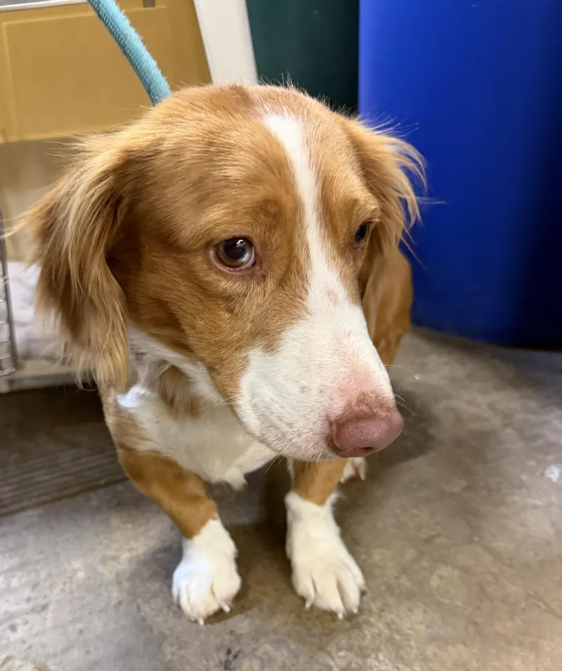 A young medium-sized male Brown / Chocolate Dachshund dog named Dillon for adoption in Blue Springs, MO