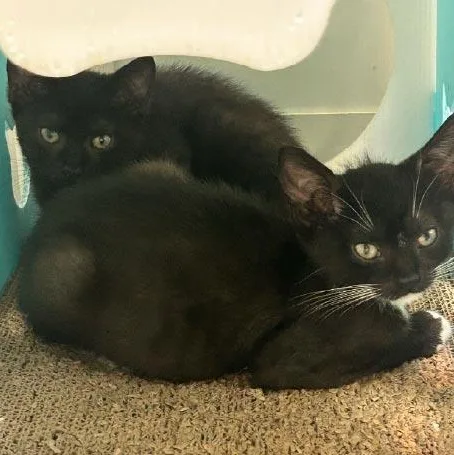 A baby medium-sized male Black & White / Tuxedo Domestic Short Hair cat named King Julian for adoption in Monroe, NC