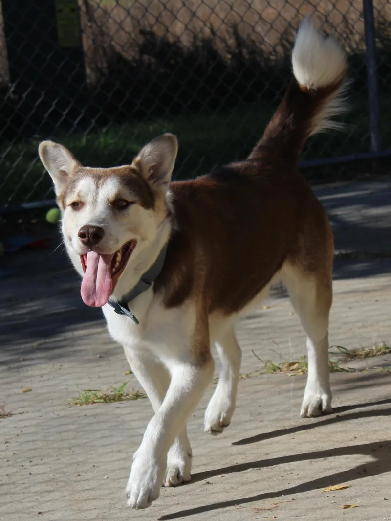 Koby Bear thumbnail 4