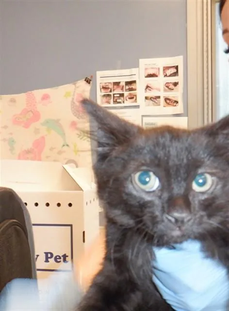 A baby small-sized female Domestic Short Hair cat named Liyah for adoption in San Jose, CA