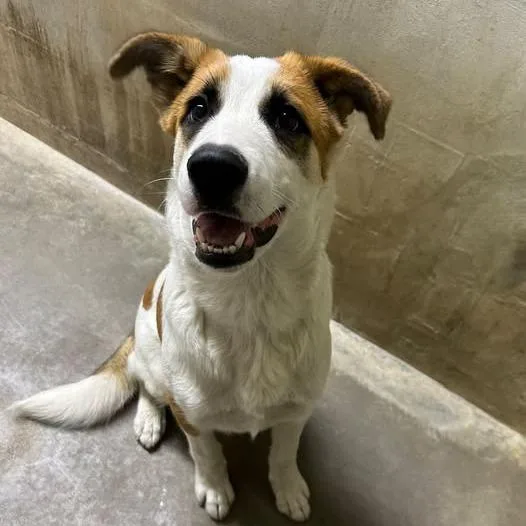 A baby small-sized male Cattle Dog dog named Boone for adoption in Los Banos, CA