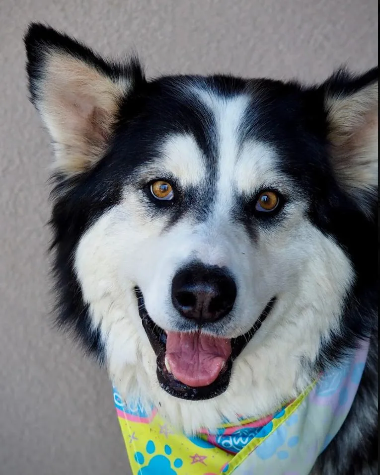 An adult large-sized female Black Husky dog named Clara for adoption in Buena Vista, CO