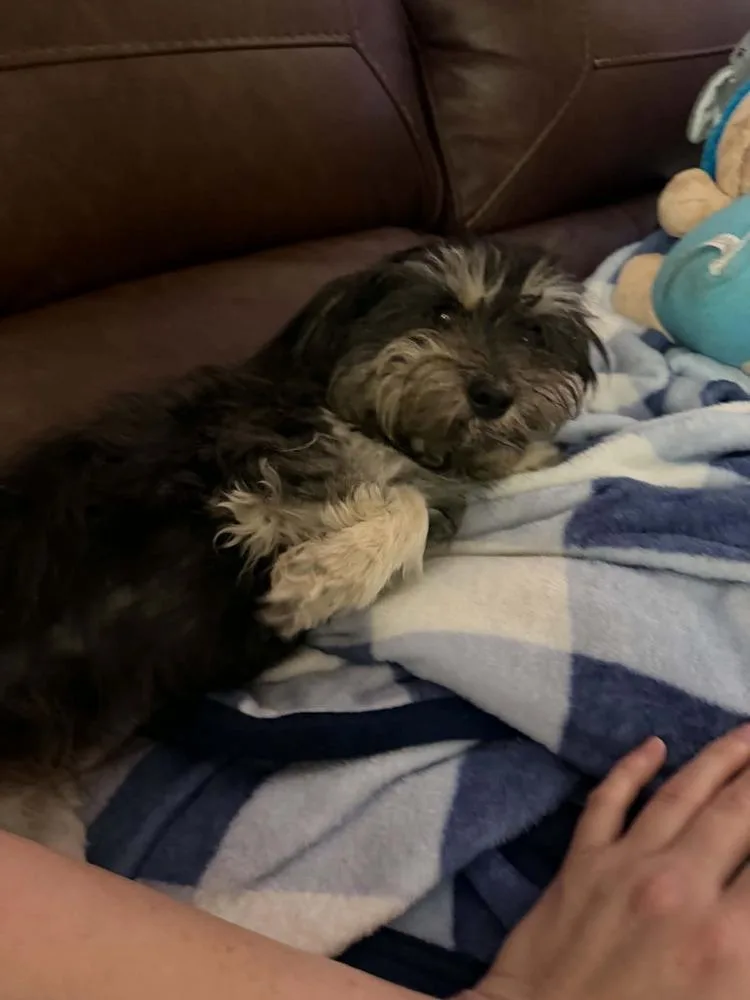 An adult small-sized female Gray / Blue / Silver Standard Schnauzer dog named Tootsie for adoption in Orlando, FL