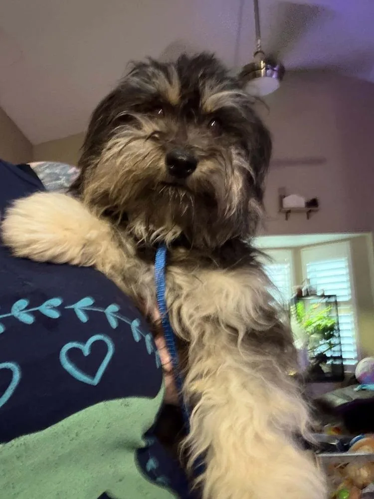 Tootsie thumbnail 3