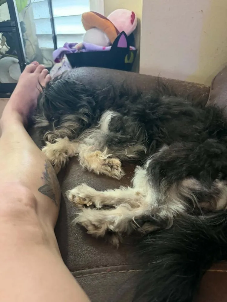 Tootsie thumbnail 4