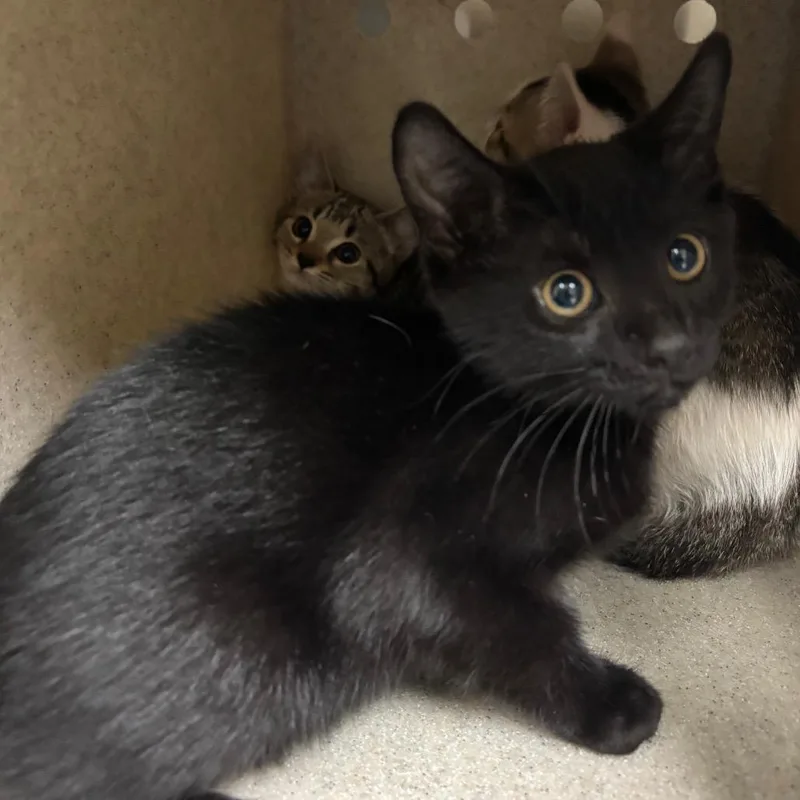 A baby small-sized male Black Domestic Short Hair cat named Hunter for adoption in Roxboro, NC