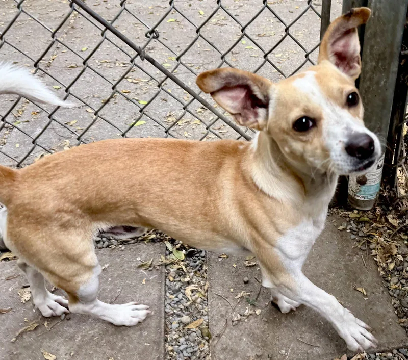 A young small-sized male Terrier dog named Benton for adoption in Oakland, CA