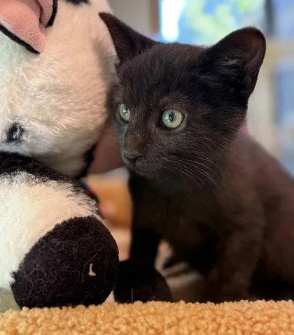 A young small-sized male Black Domestic Short Hair cat named Oli Sykes for adoption in Midland, VA