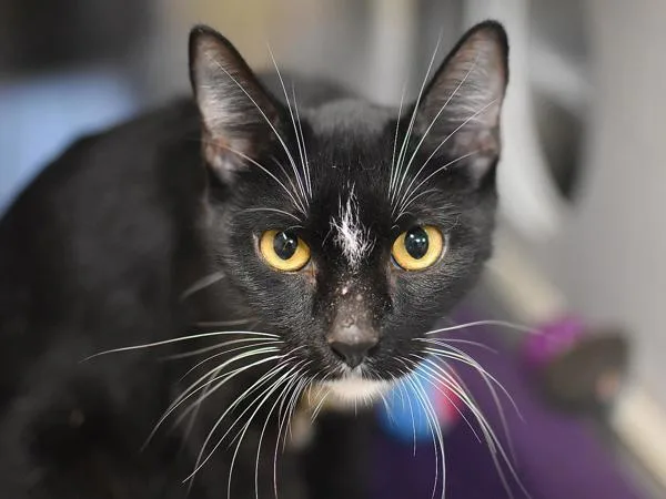 An adult medium-sized female Domestic Short Hair cat named Diamond for adoption in Portland, OR
