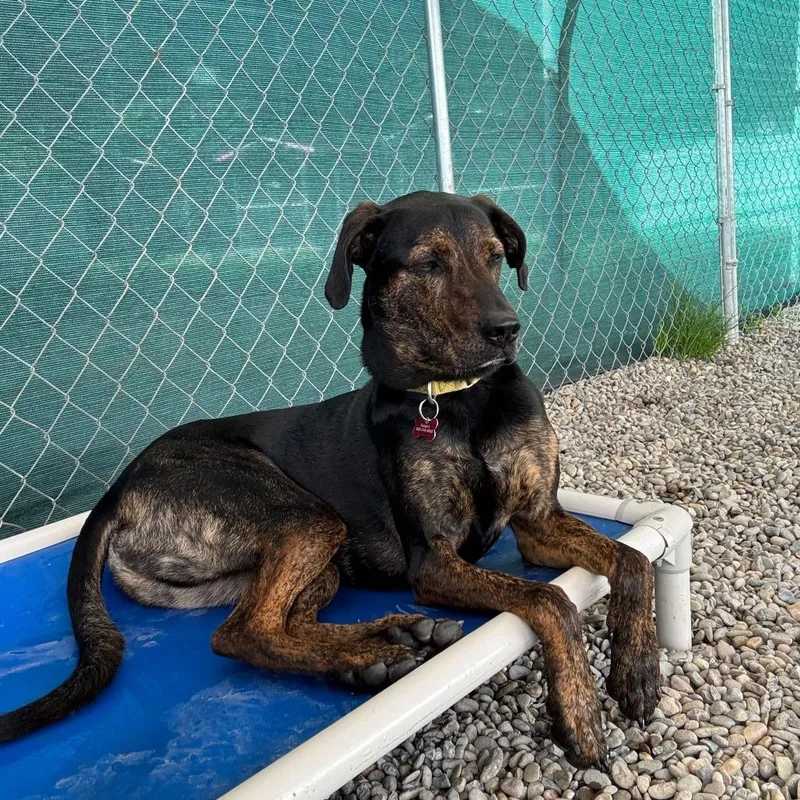 An adult large-sized male Brown / Chocolate Plott Hound dog named Moose for adoption in Waynesville, NC