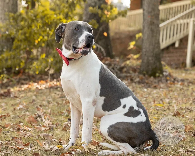 Bluey thumbnail 5