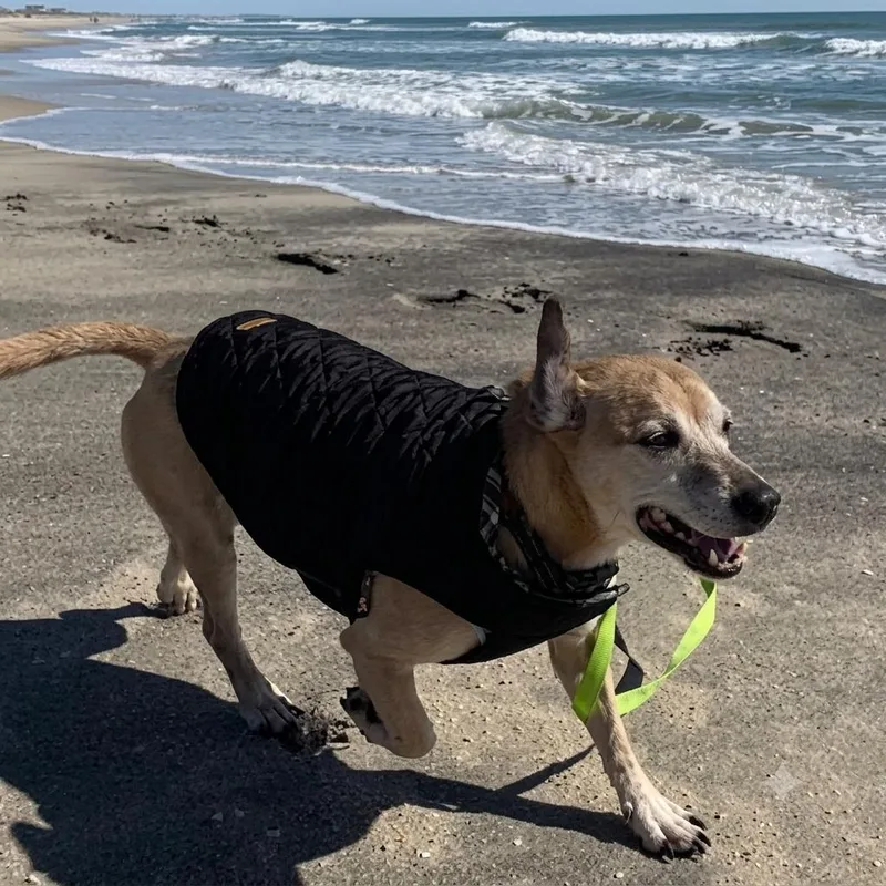 A senior medium-sized male Yellow / Tan / Blond / Fawn Chiweenie dog named Benji for adoption in Brooklyn, NY